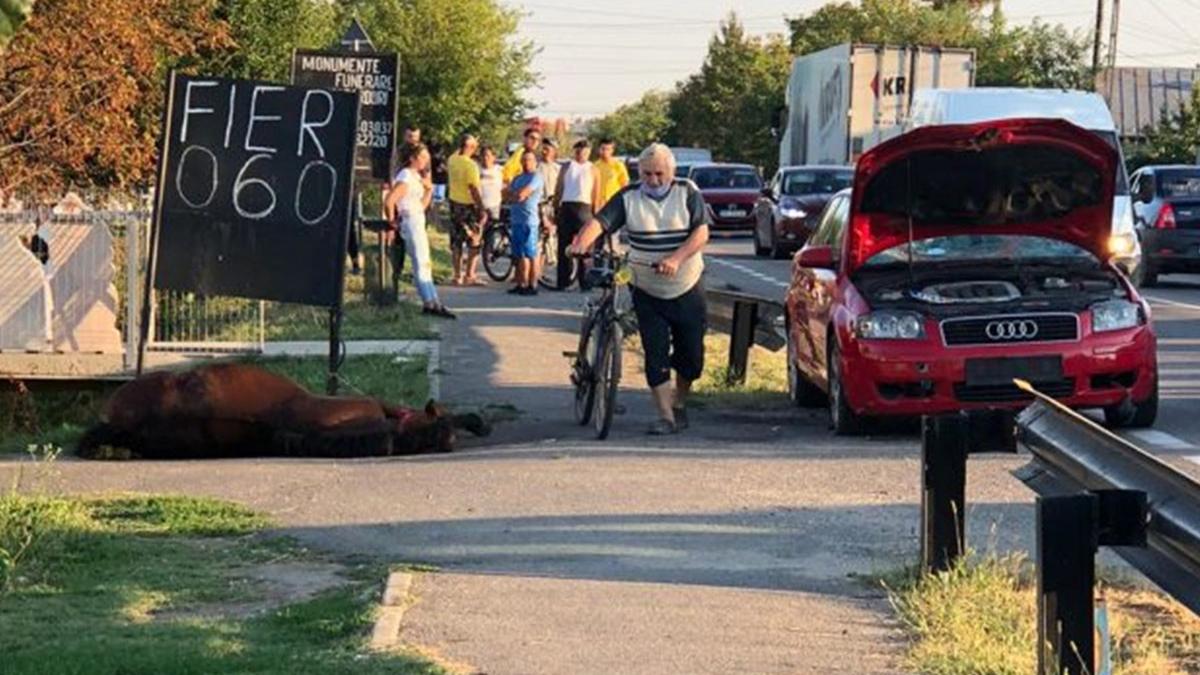 Imagini dureroase: un cal lovit de o maşină a zăcut în agonie pe marginea unui drum din Prahova
