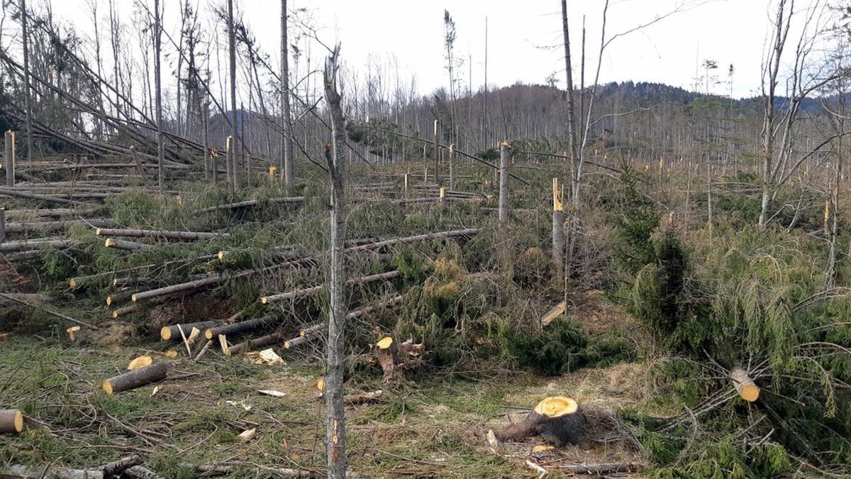 un sef de district silvic din mures spanzurat dupa controale barbatul ar fi fost si