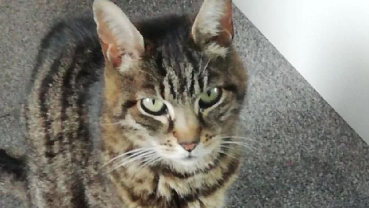 pisica supravietuit doua luni inchisa container paianjeni condens pereti