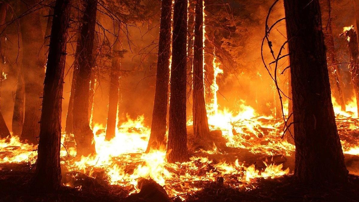 incendiile din sua munitie de razboi in competitia dintre biden si trump