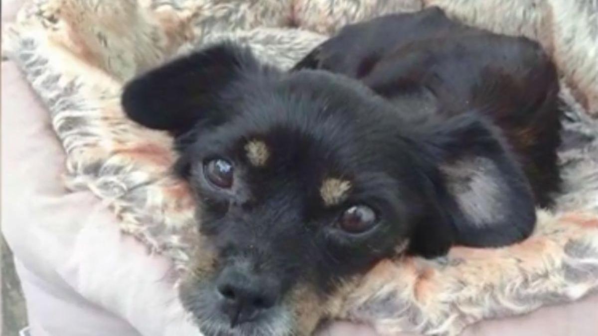 salvatorii animalelor fara stapan mii de suflete nevinovate au fost salvate cand nimeni nu le mai