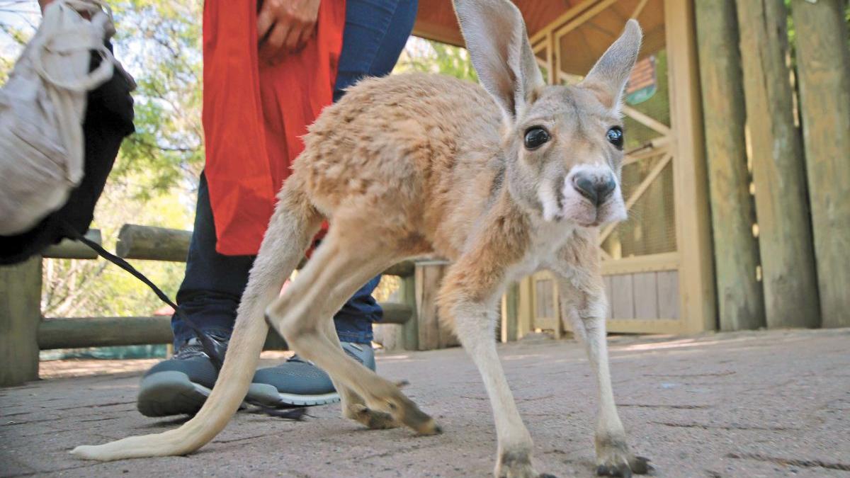 trei caini omorat canguri gradina zoologica timisoara