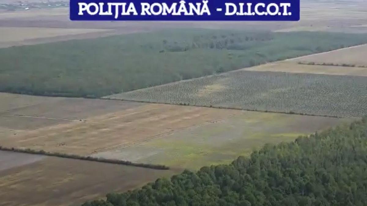 doi barbati semanat sase hectare canabis morteni dambovita