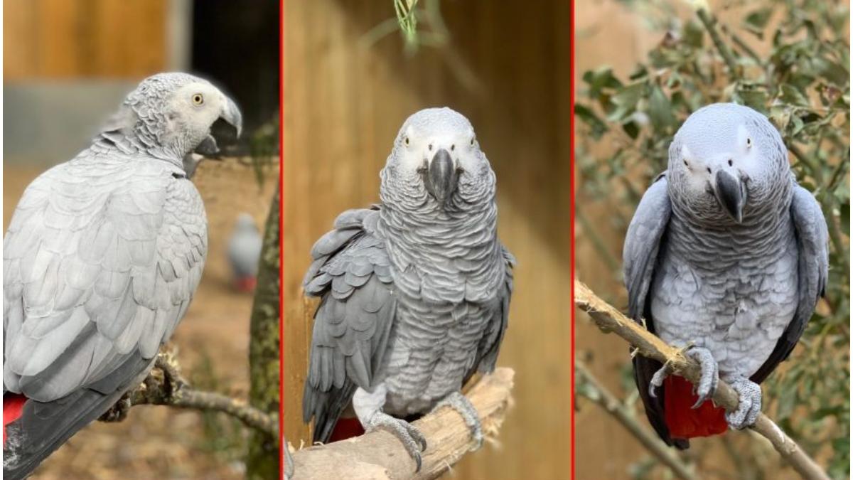 surpriza cinci papagali trimisi la reeducare pentru ca injurau vizitatorii unei gradine zoologice