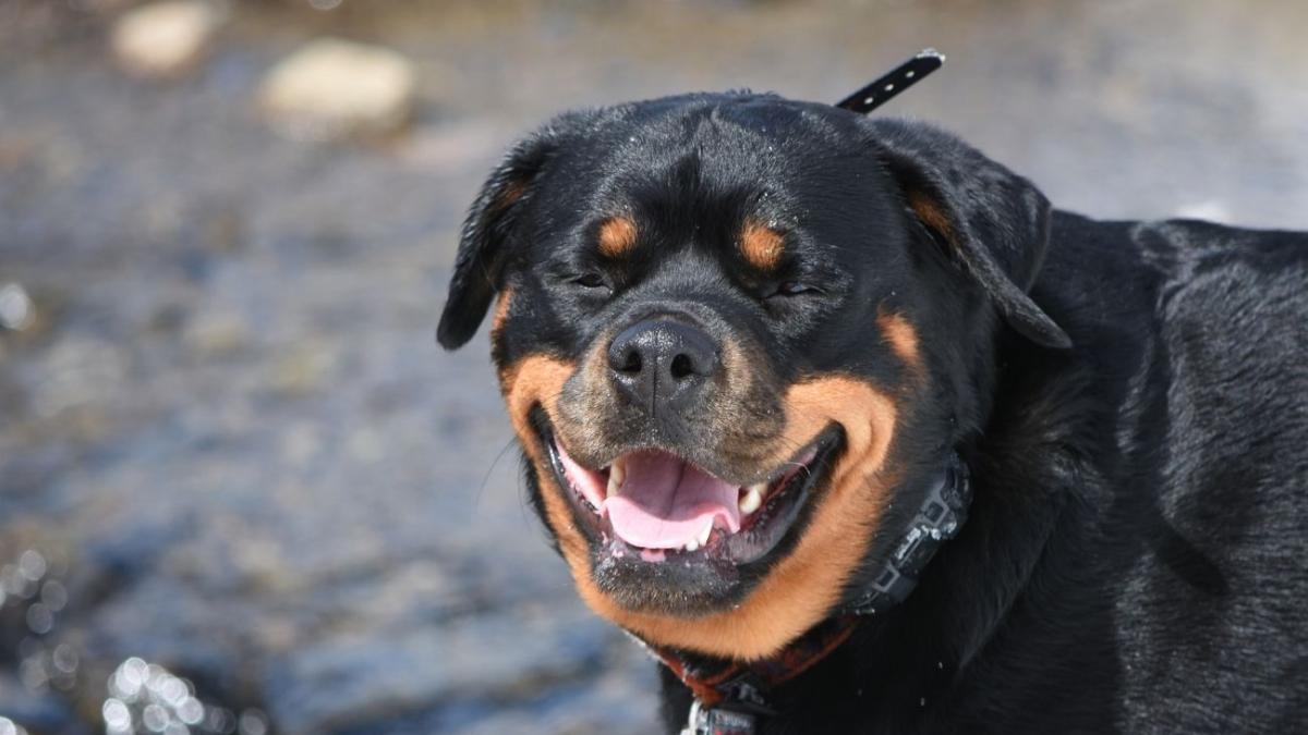 caz socant in constanta o adolescenta de 15 ani a fost muscata de un rottweiler
