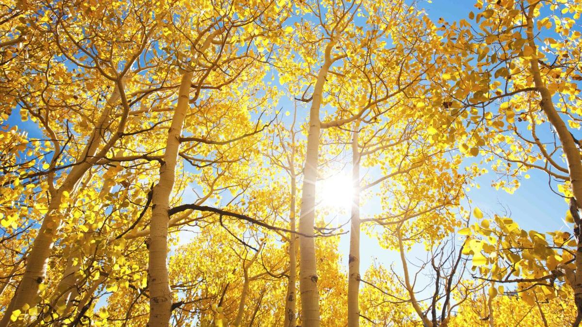 anuntul surpriza al meteorologilor prognoza meteo pentru urmatoarele 4 saptamani