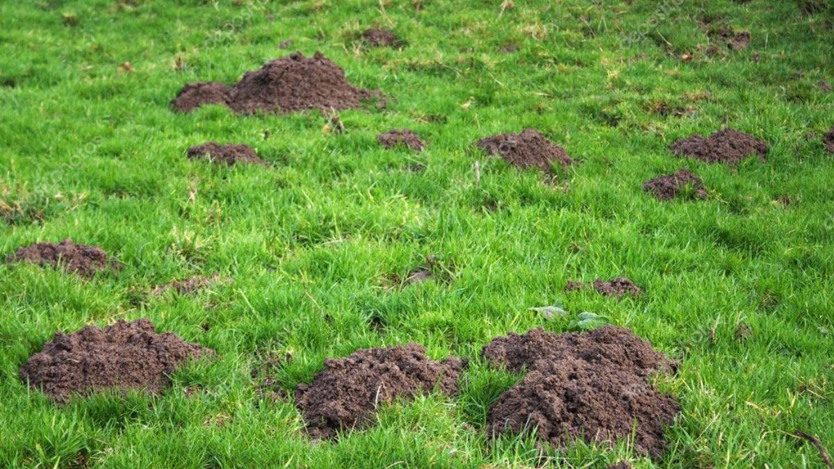 nu apreciezi vizitele cartitelor afla cum poti scapa de ele