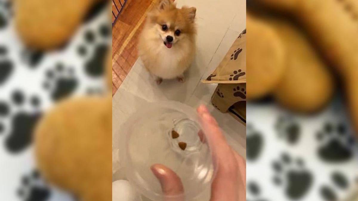 ce i a facut un caine stapanei care voia sa l puna la regim filmul a devenit viral