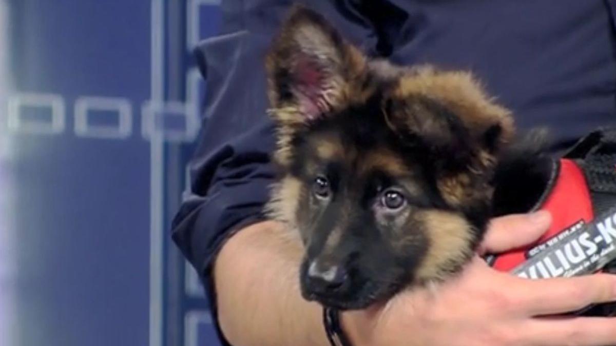 terapie animale detinuti traume caini