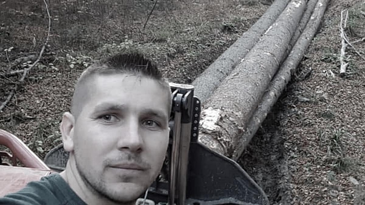 afacerit lemn lovit arbore taiat