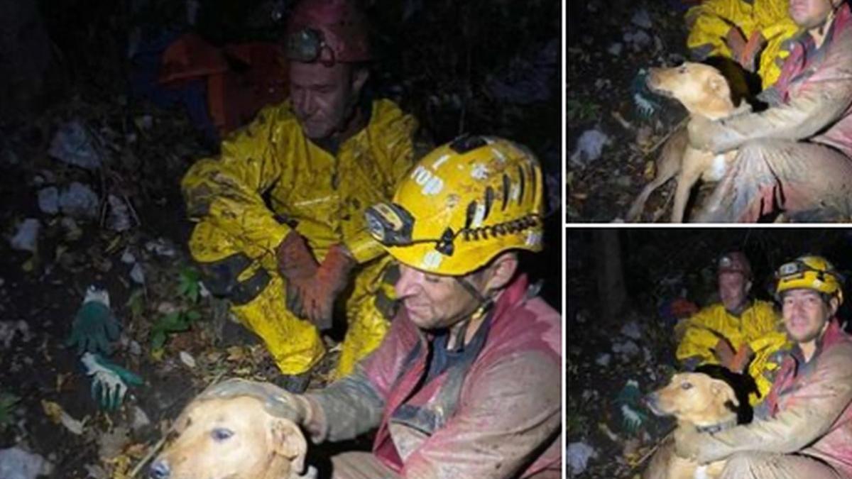 caine blocat pestera rasnov