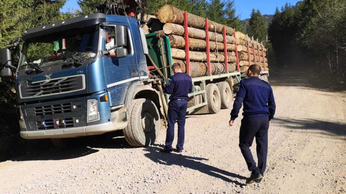 scutul padurilor actiune furt lemne