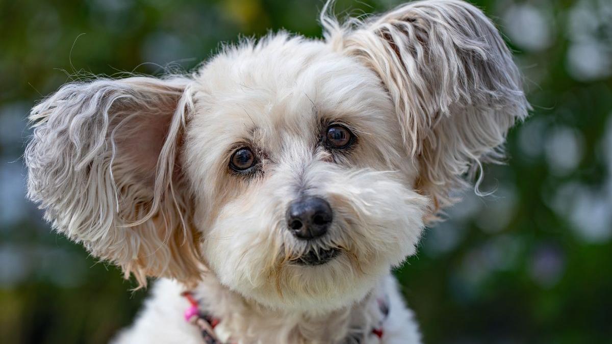 top 5 metode ingrijire caine