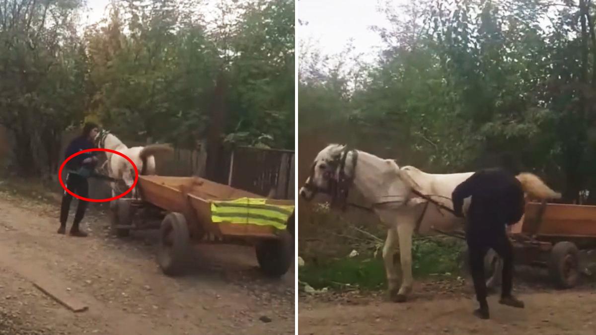 barbat buzau bate cal drujba