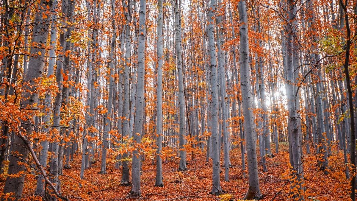 prognoza meteo pentru urmatoarele 4 saptamani anunt neasteptat de la meteorologi