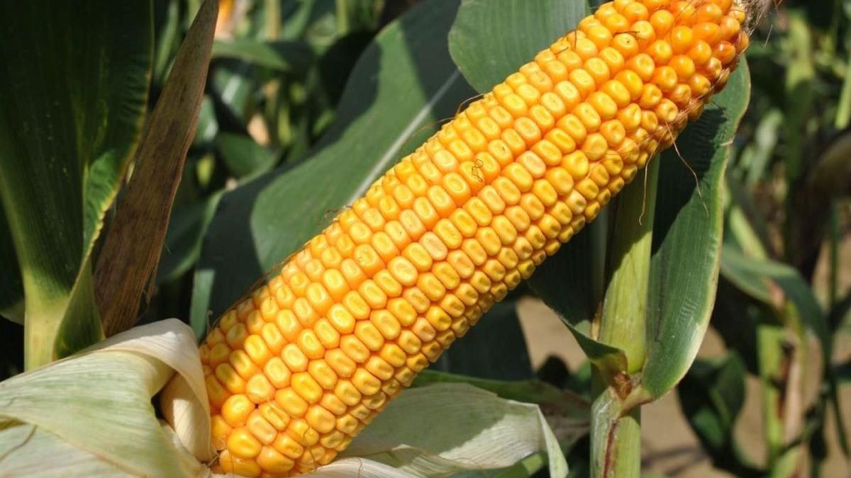 hibrizi strategici porumb limgrain