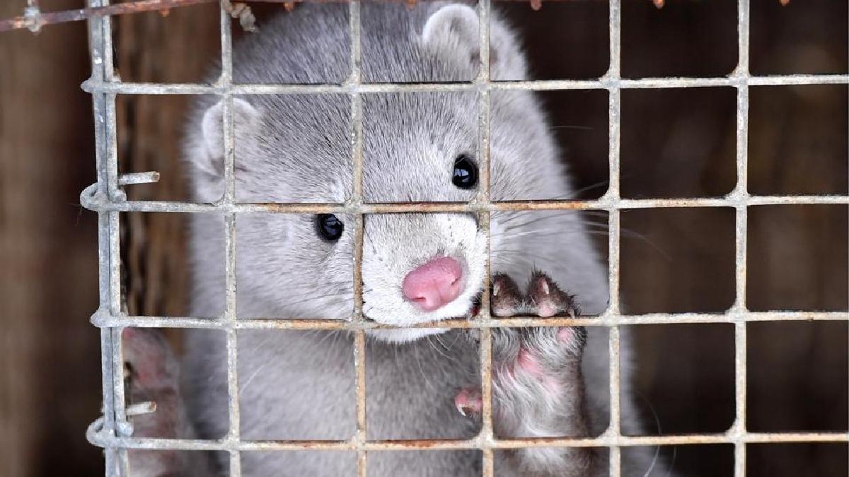 eutanasiere nurci danemarca covid19