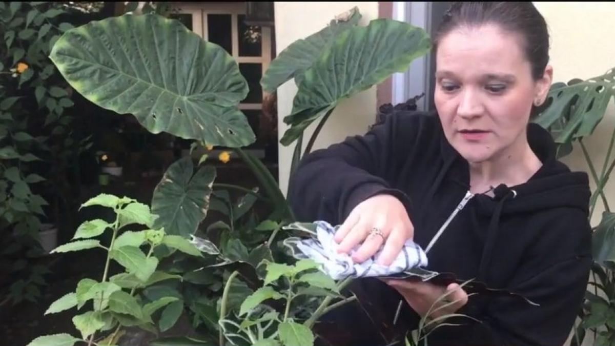 plante praf numai de bine oana matei