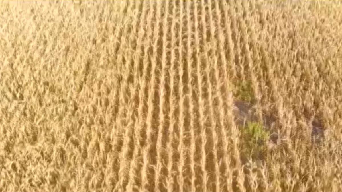 limagrain hibrid strategic lg31390 porumb romania