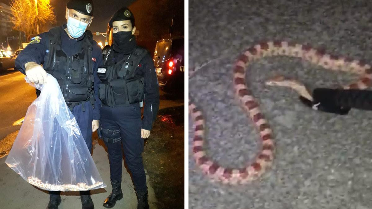 sarpe exotic gasit bloc timisoara jandarmi