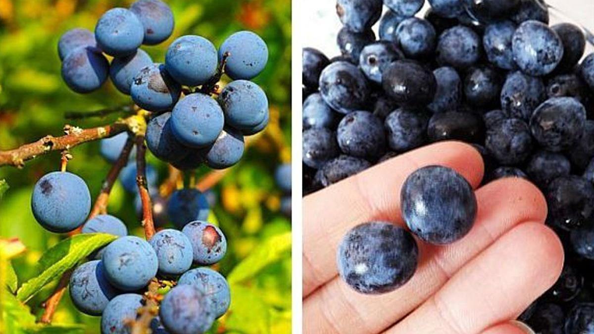 dulceata de porumbe delicatese de sezon