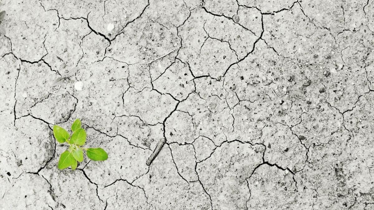 foamete proportii biblice onu