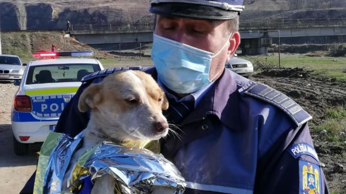 ministru interne caine incendiat trei tineri zarnesti buzau