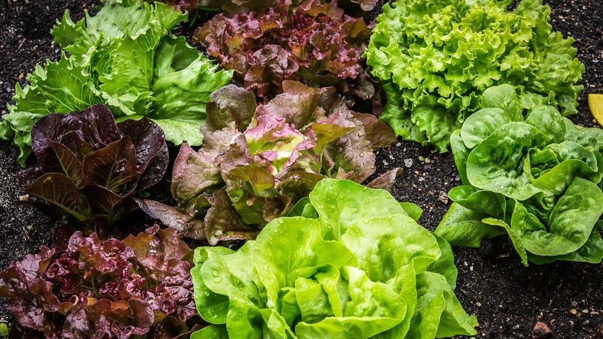 seminte plante poti cultiva iarna