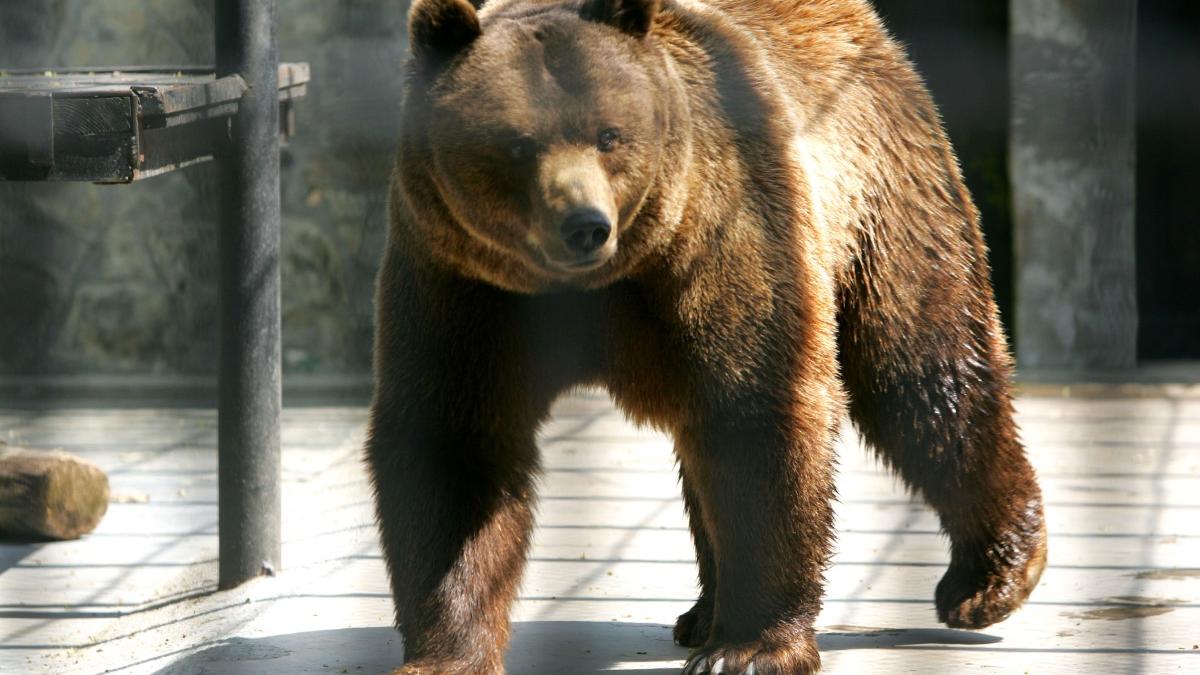 gradina zoologica timisoara inchisa