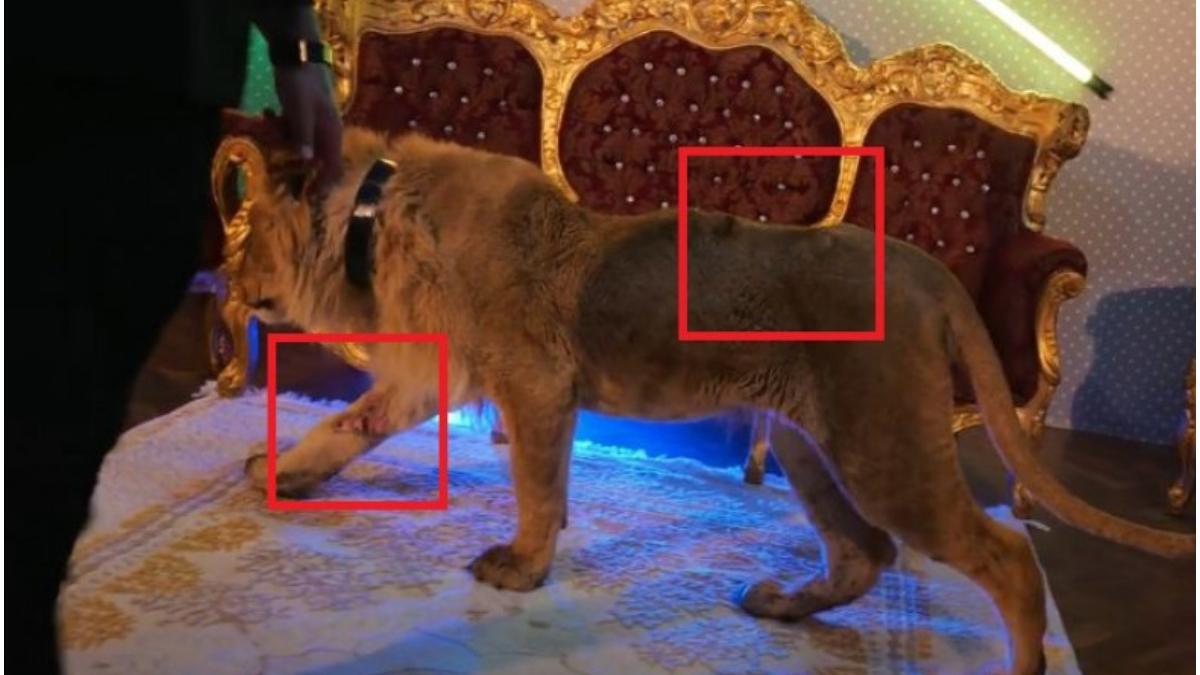 leu dani mocanu targoviste