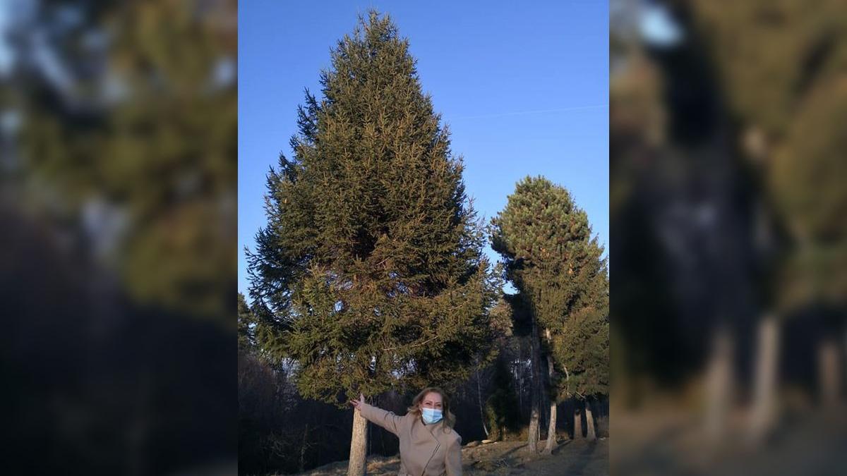 primar campulung muscel refuz brad donat