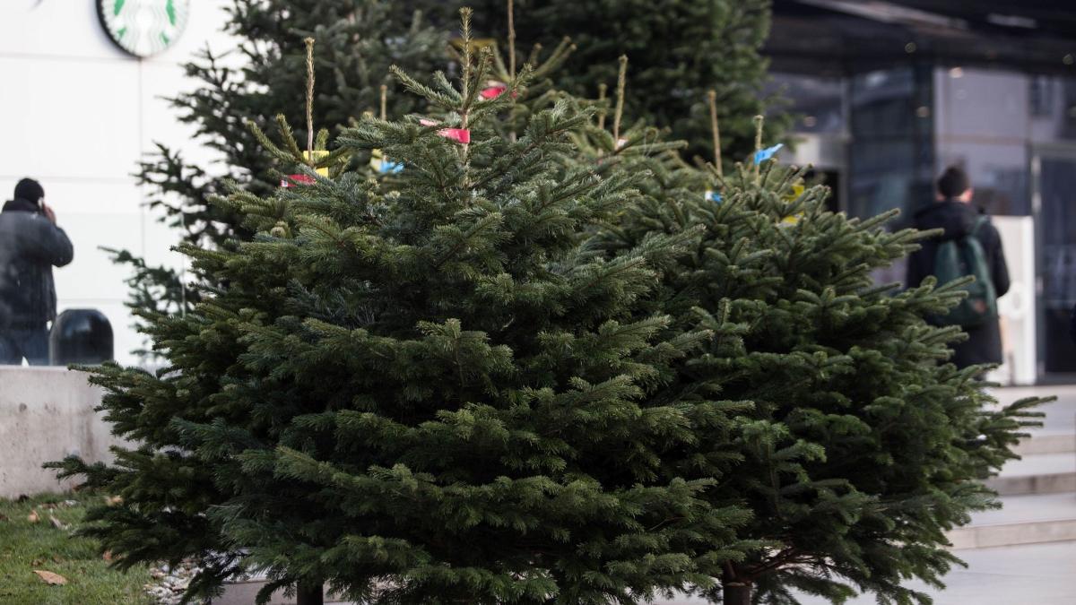 brazi naturali craciun preturi