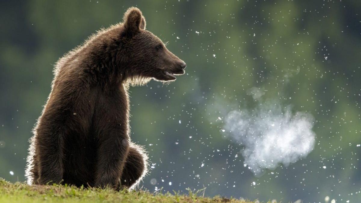 ro alert targu mures parc mesaj alerta
