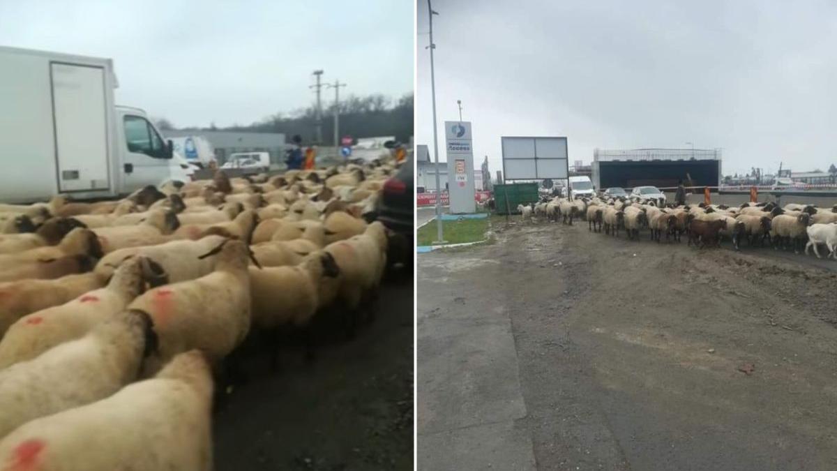 turma oi blocat trafic centura capitalei