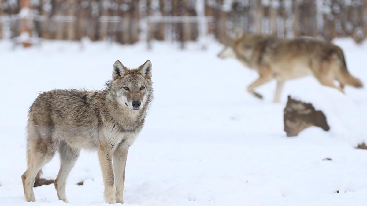 haita lupi padurile brasovului