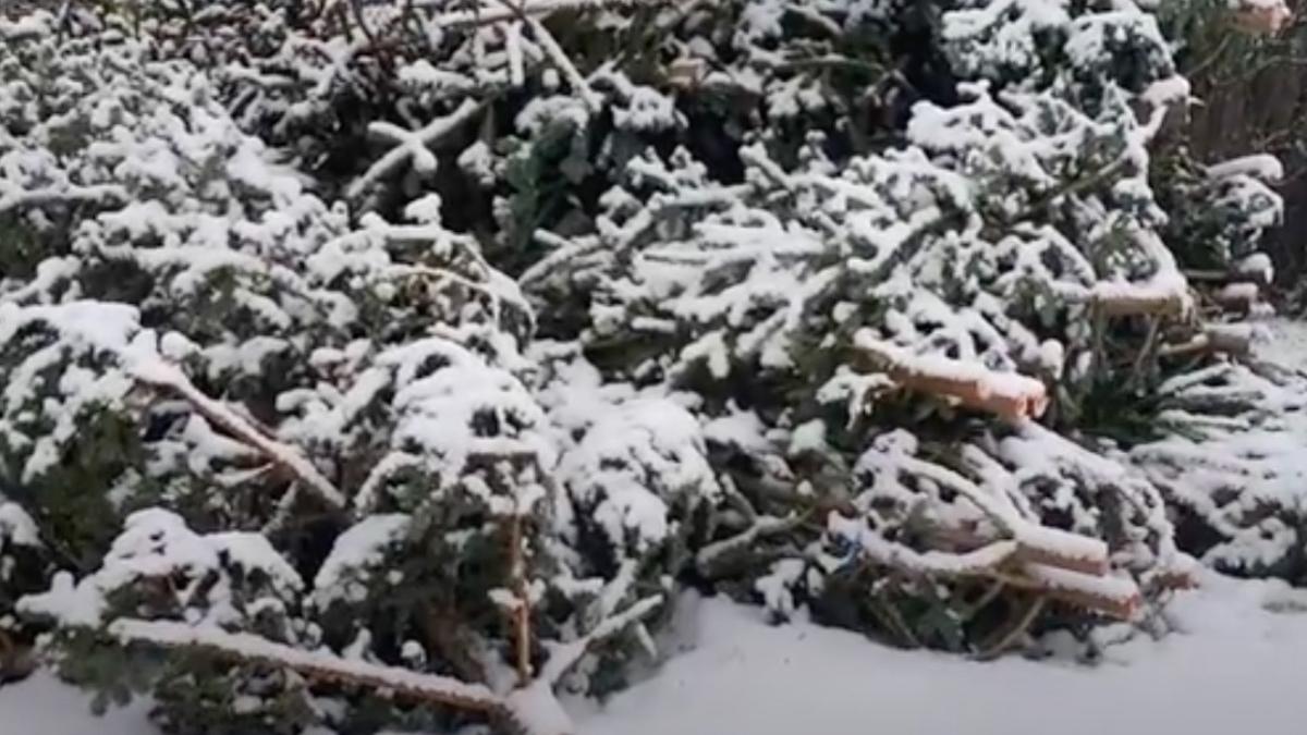 brazi craciun taiati ilegal alba