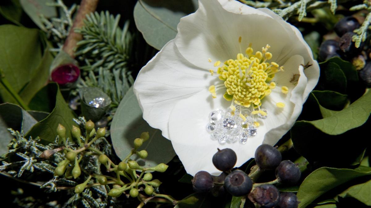 flori plante decoratiuni craciun