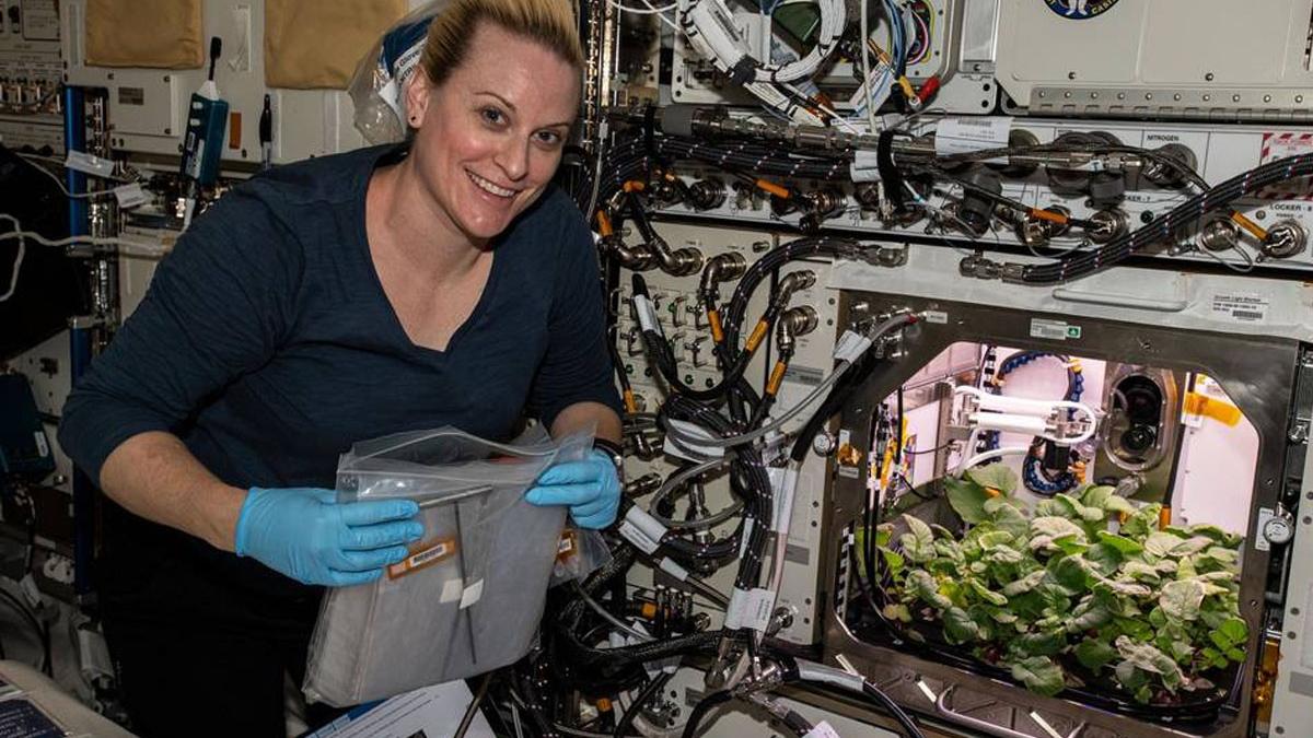 astronaut nasa cultiva ridichi statia spatiala internationala