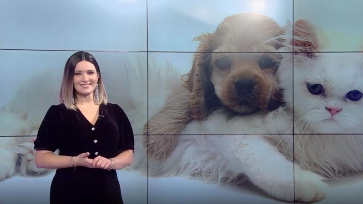 caine pisica pui animale numai de bine