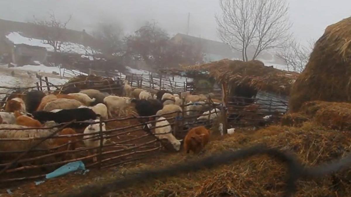 ciuperca dragomiresti vaslui scoala online tablete internet anisie educatie