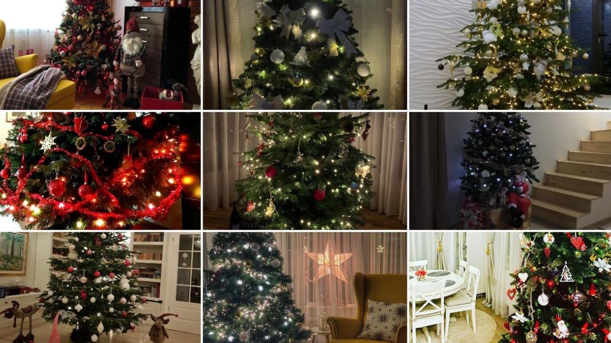 prezentator antena 3 cel mai frumos brad