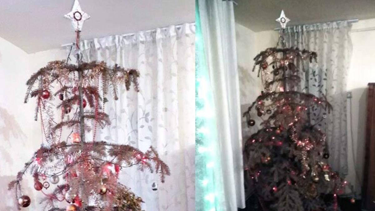 brad natural impodobit 14 ani alba