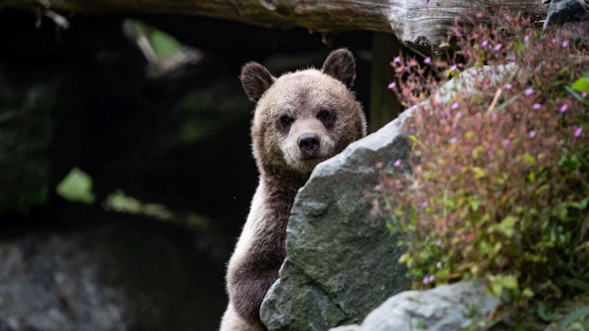 pui de urs imagini camera video piatra craiului