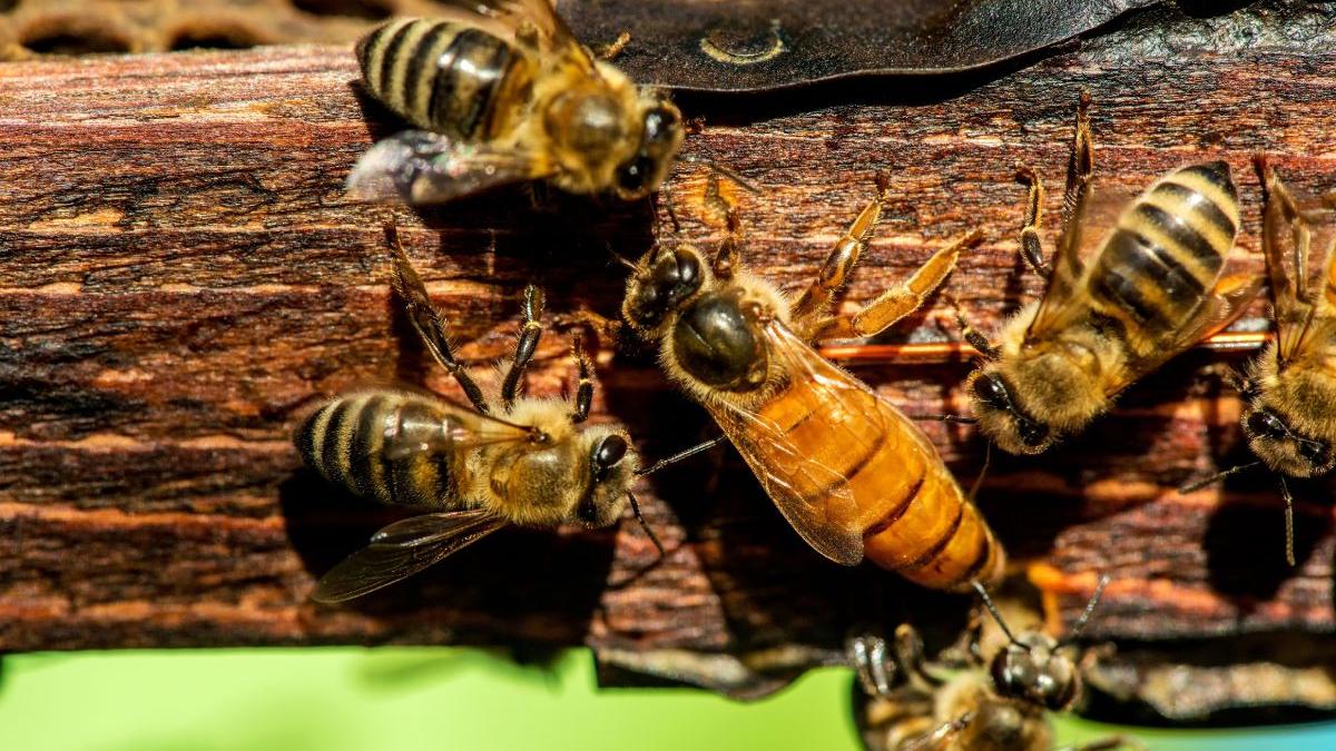 crestere albine romania