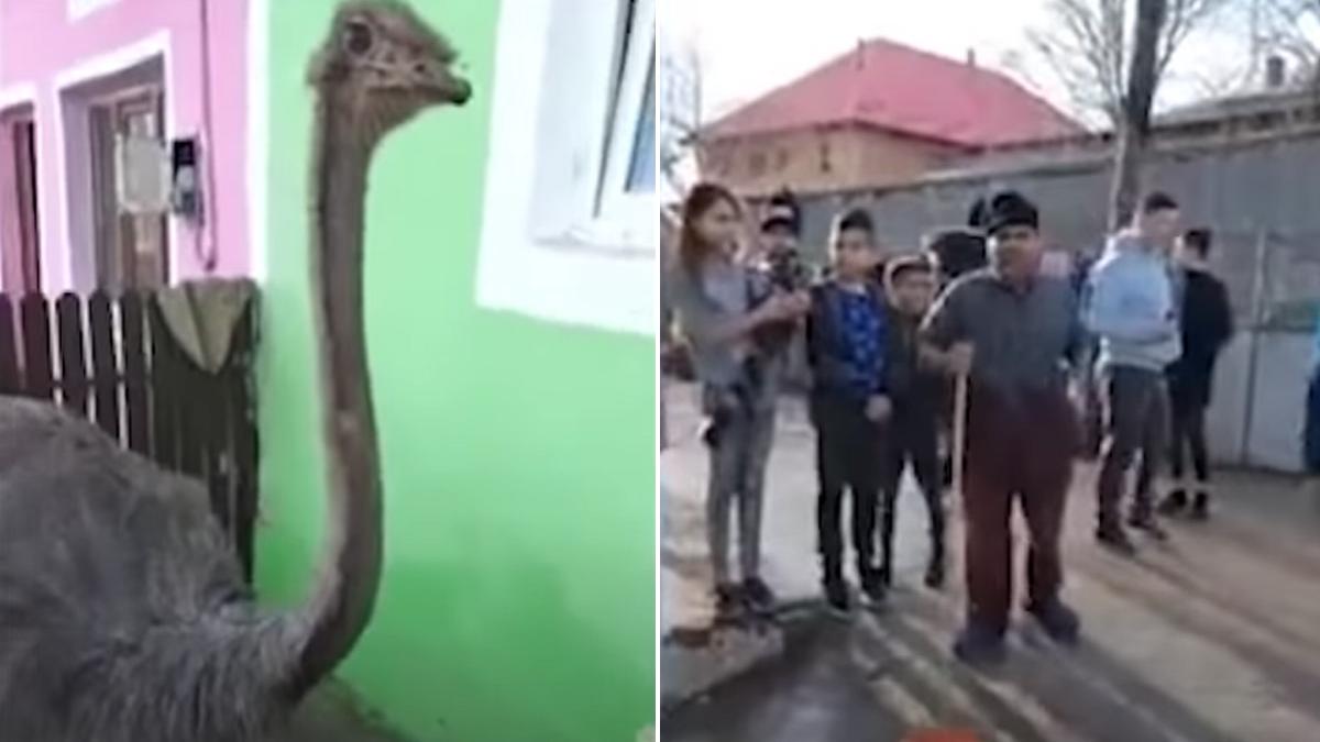 strut taiat facebook vaslui