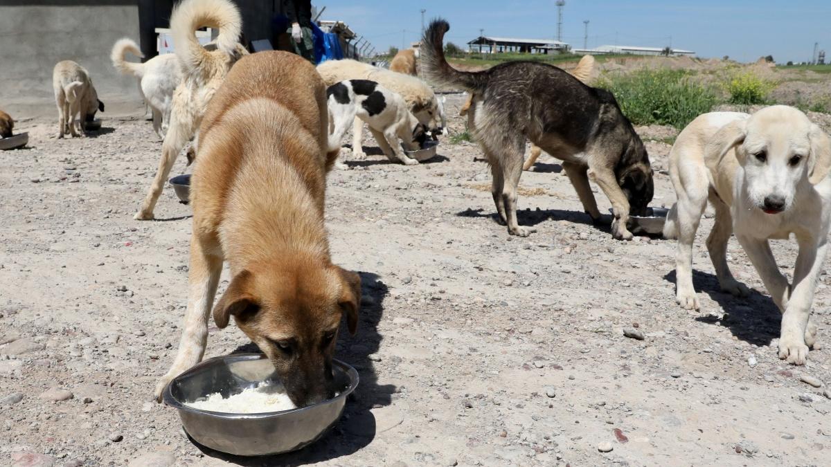 perchezitii barbat adapost ilegal caini trupuri arse teren viran