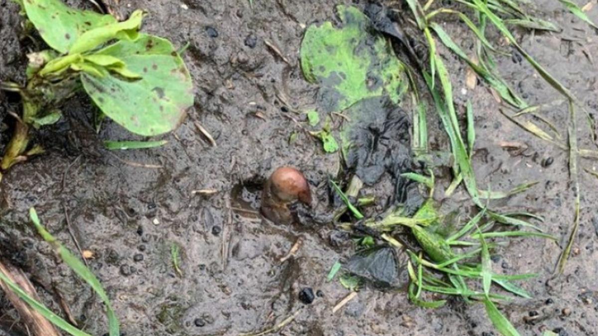 picior pamant cartof