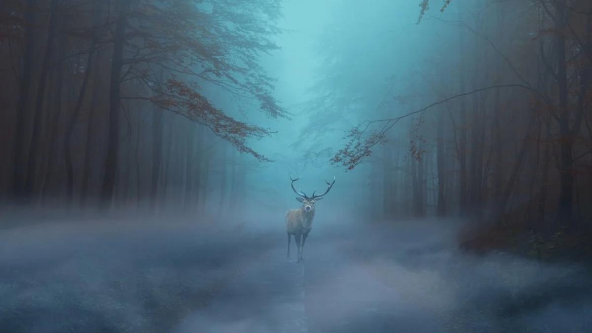 cerb filmat padure suceava