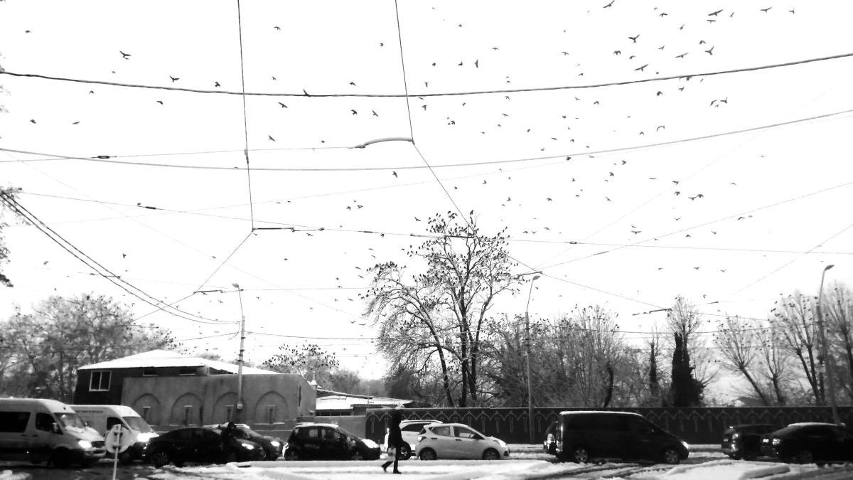 copaci masini bucuresti zapada capitala