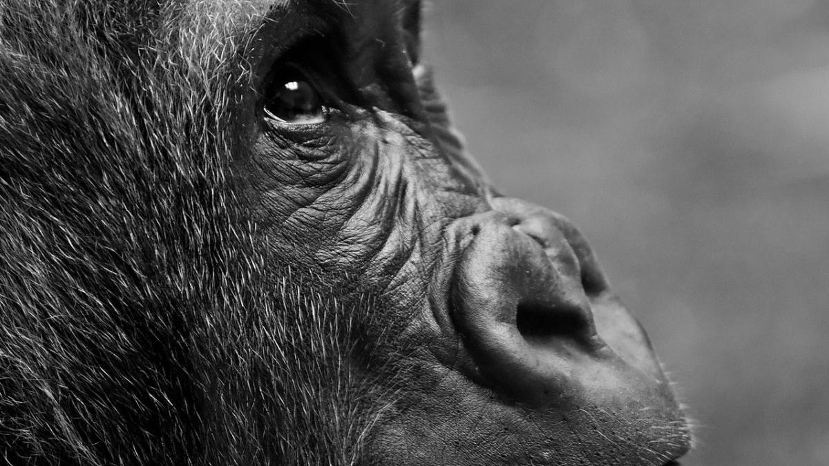 gorile gradina zoologica california